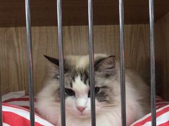 -猫爷宠物生活馆·撸猫馆