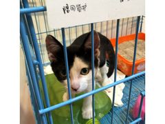 -猫的天空之城概念书店(杭州南宋御街店)