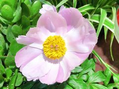 -双季花艺园艺市场(浦东店)