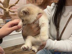 -袖虎·猫馆(体育西路店)