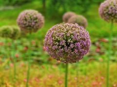 -花开海上生态园