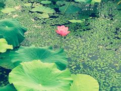 -荷塘月色湿地公园·向阳花洲