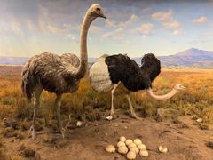 -美国自然历史博物馆