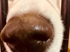 -百好乐宠物友好餐厅(朝外大街店)