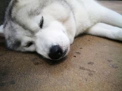 -TrueLove @ Neverland (Husky Cafe)