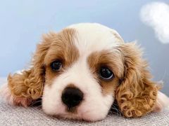 -萌宠之家·腊肠犬·马尔泰·小体犬舍