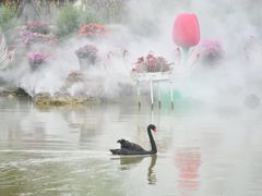 -荷兰花海