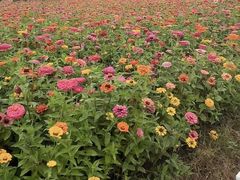 -吉野家(人和香港城店)