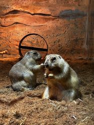 -Zoolung Zoolung动物主题公园(海信广场店)