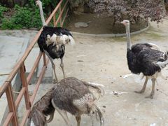 -栾川竹海野生动物园