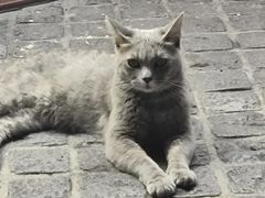 -猫岛主趣味餐厅(鼓浪屿店)