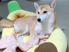 -逗柴咖啡屋·狗咖猫咖宠物桌游