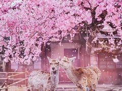-茶颜悦色(银盆岭万达广场店)
