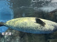 -上海海洋水族馆