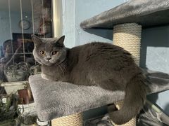 -猫大福·Fortune Cat猫舍(百子湾店)