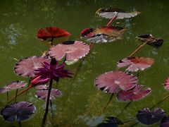 -国家植物园南园