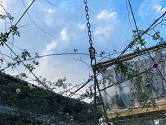 -喵屿·大理花园猫咖