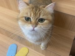 -唐小姐の私宠·宠物洗护美容·撸猫馆·购宠(周浦万达旗舰店)