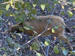 -北京麋鹿生态实验中心