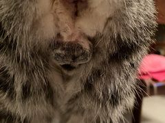 -纳吉亚猫专科动物诊疗中心(蒋宅口分院)
