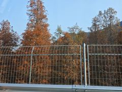 -小芝红树林