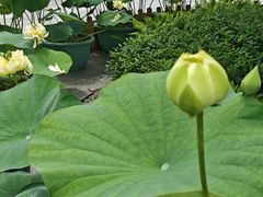 -云溪植物园