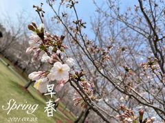 -顾村公园
