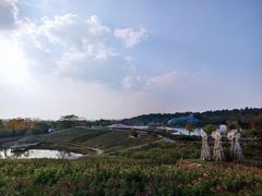 -大塘金香草谷