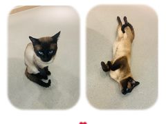 -飞行喵MR PILOT|猫舍·猫咖(静安大融城店)