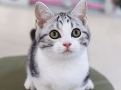 -lincat·猫舍(广州店)