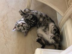 -猫大福·Fortune Cat猫舍(百子湾店)
