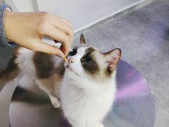 -极木²邸 人与宠物·互动社区