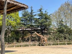 -上海野生动物园