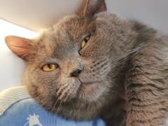 -COLOR PETS 撸猫馆·购猫·猫咖(长风大悦城店)