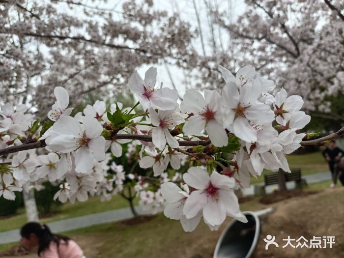 沙湖公园图片