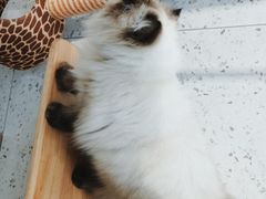 -喵园·猫主题咖啡厅·撸猫·猫咖(国贸店)