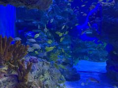 -海合安成都极地海洋公园