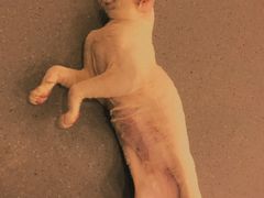 -飞行喵MR PILOT|猫舍·猫咖(静安大融城店)
