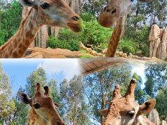 -云南野生动物园