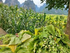 -钟山水墨田园