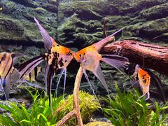 -上海海洋水族馆