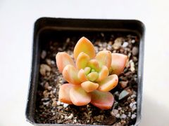 -秦美花卉(天朗·莱茵小城2期店)