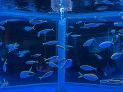 -海合安成都极地海洋公园