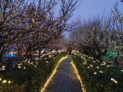 -香雪海
