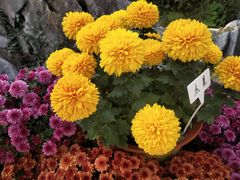 -菊花台公园