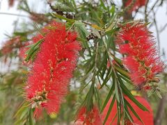 -天适樱花悠乐园