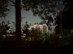 -夜间野生动物园