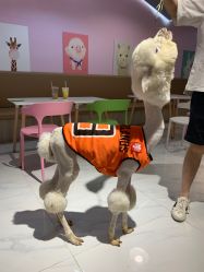 -Moni星球萌宠·小马宝莉·灵蛇·高端高阶全萌宠互动体验俱乐部(红豆国际广场店)