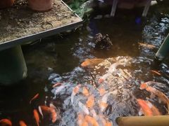 -上海大自然野生昆虫馆(东方明珠·爬宠昆虫探索中心)