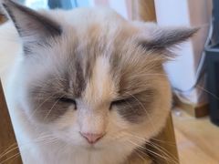 -猫咪派对(江南西店)